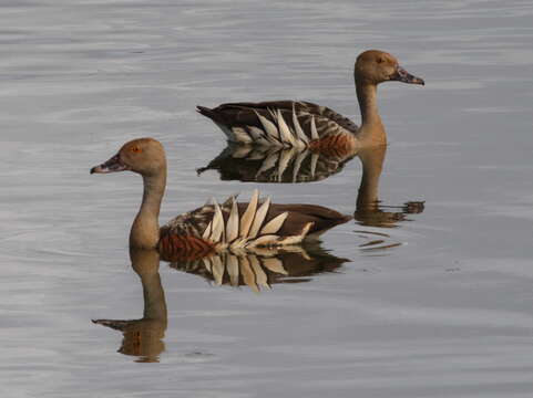 Image de Dendrocygne d'Eyton