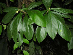 Image of Daphnopsis costaricensis K. Barringer & Grayum