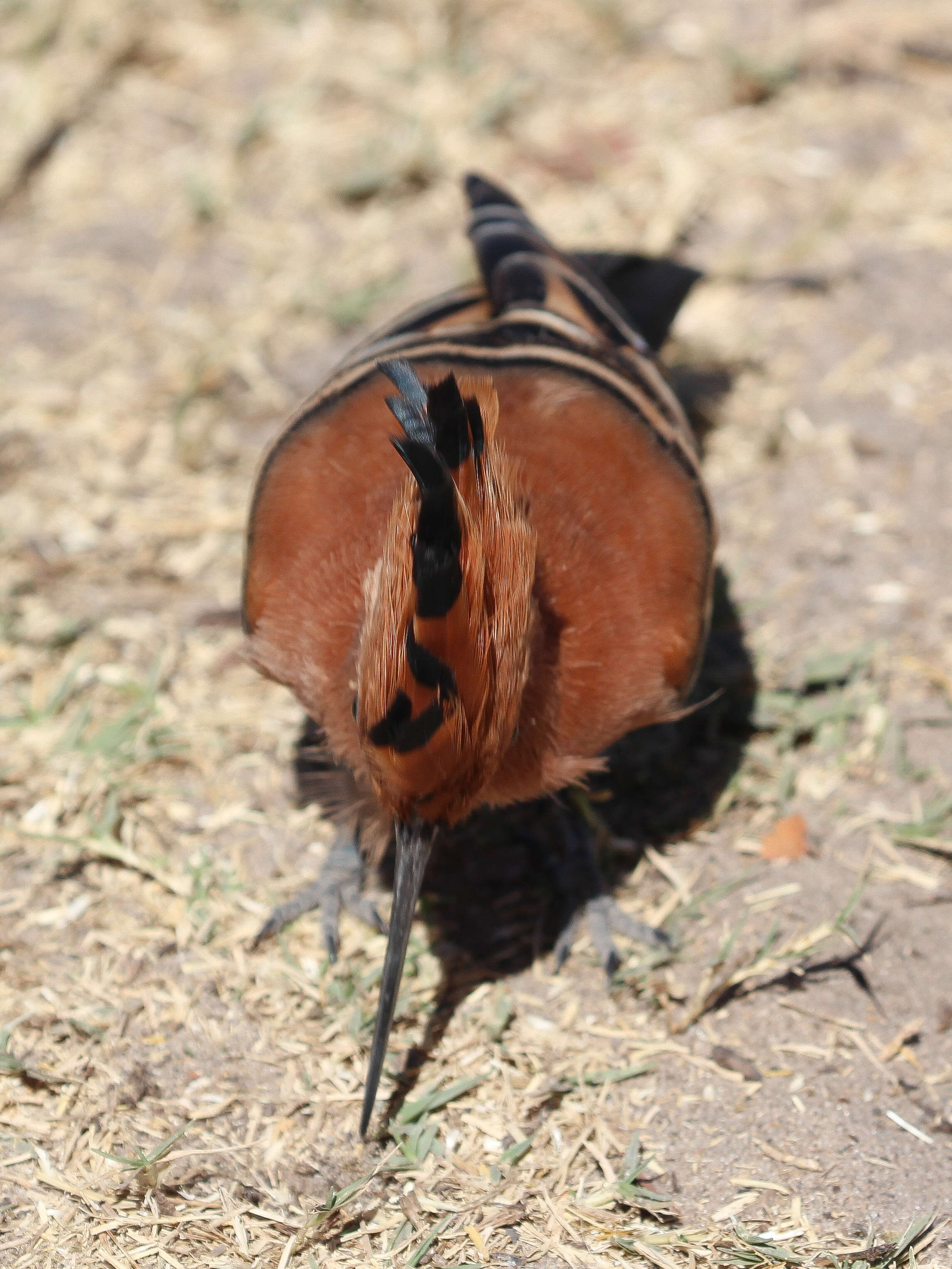 Image of hoopoes