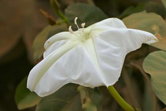 Image of Moonflower or moon vine