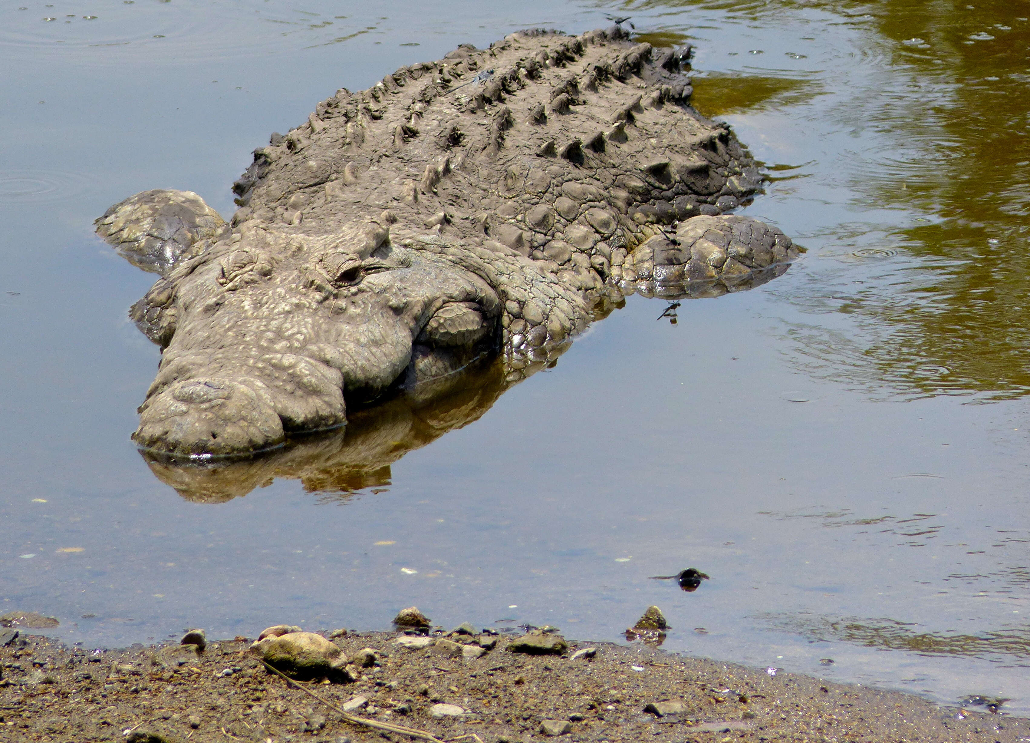 Image of crocodiles