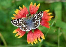 Image of Common Checkered Skipper