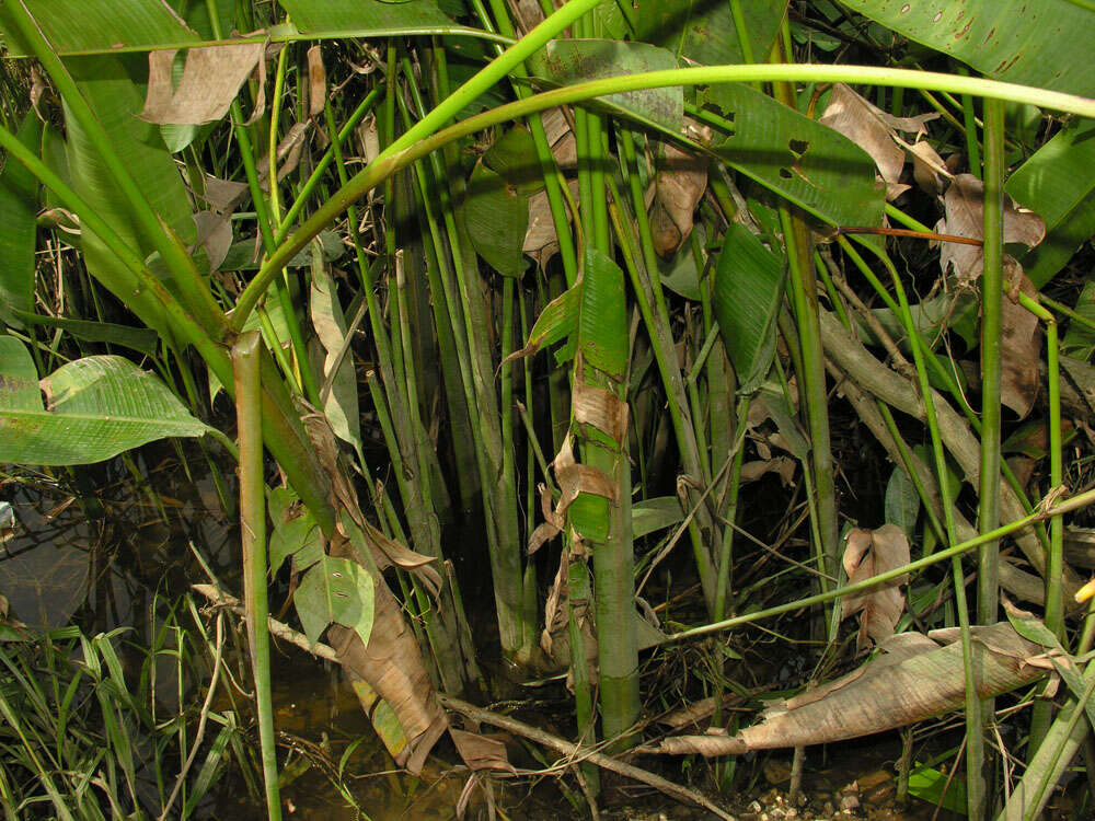 Image of Heliconia marginata (Griggs) Pittier