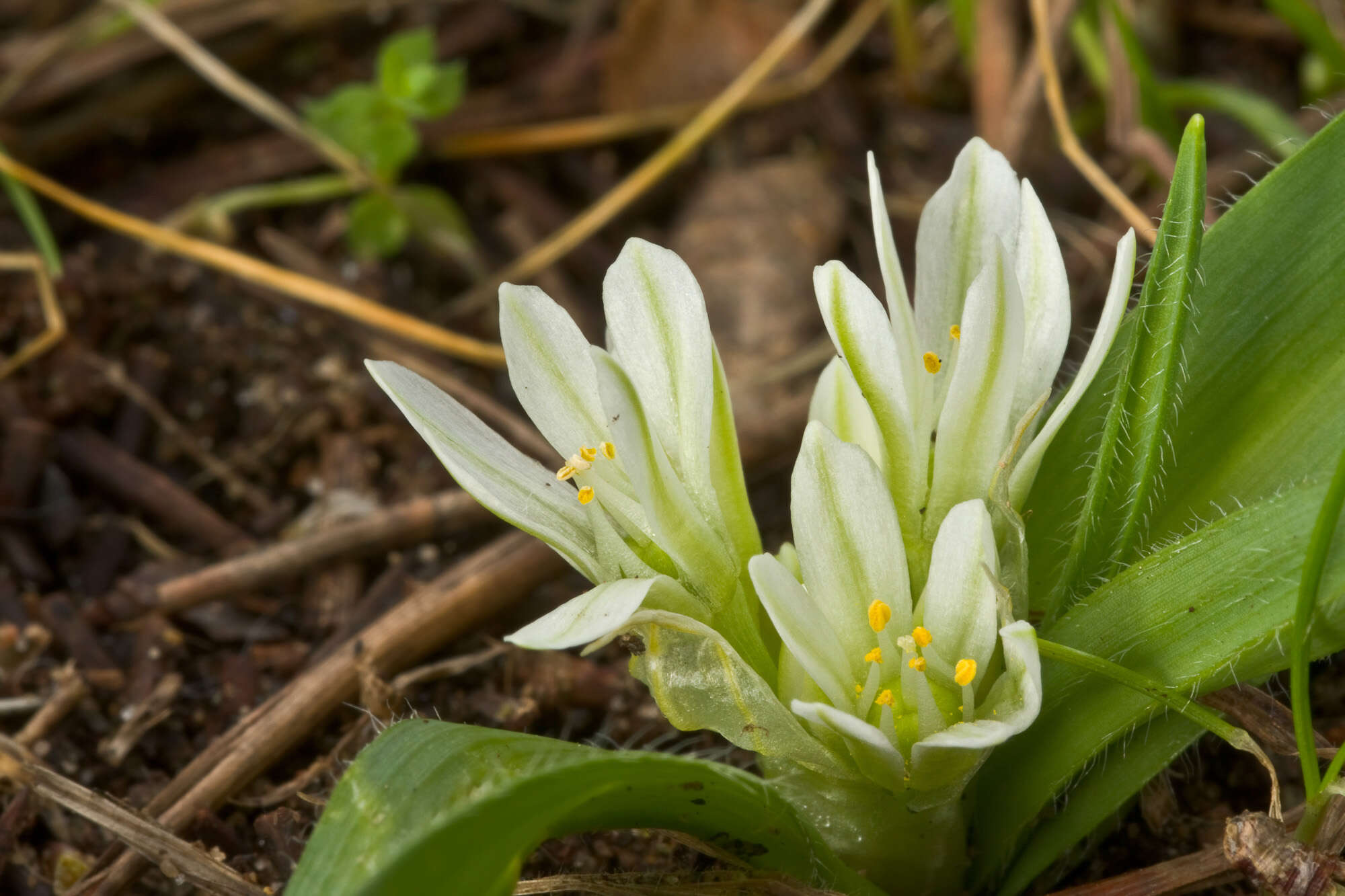 Image of Dwarf garlic