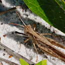 Image of Spotted-winged Grasshopper