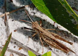 Orphulella pelidna (Burmeister & H. 1838) resmi