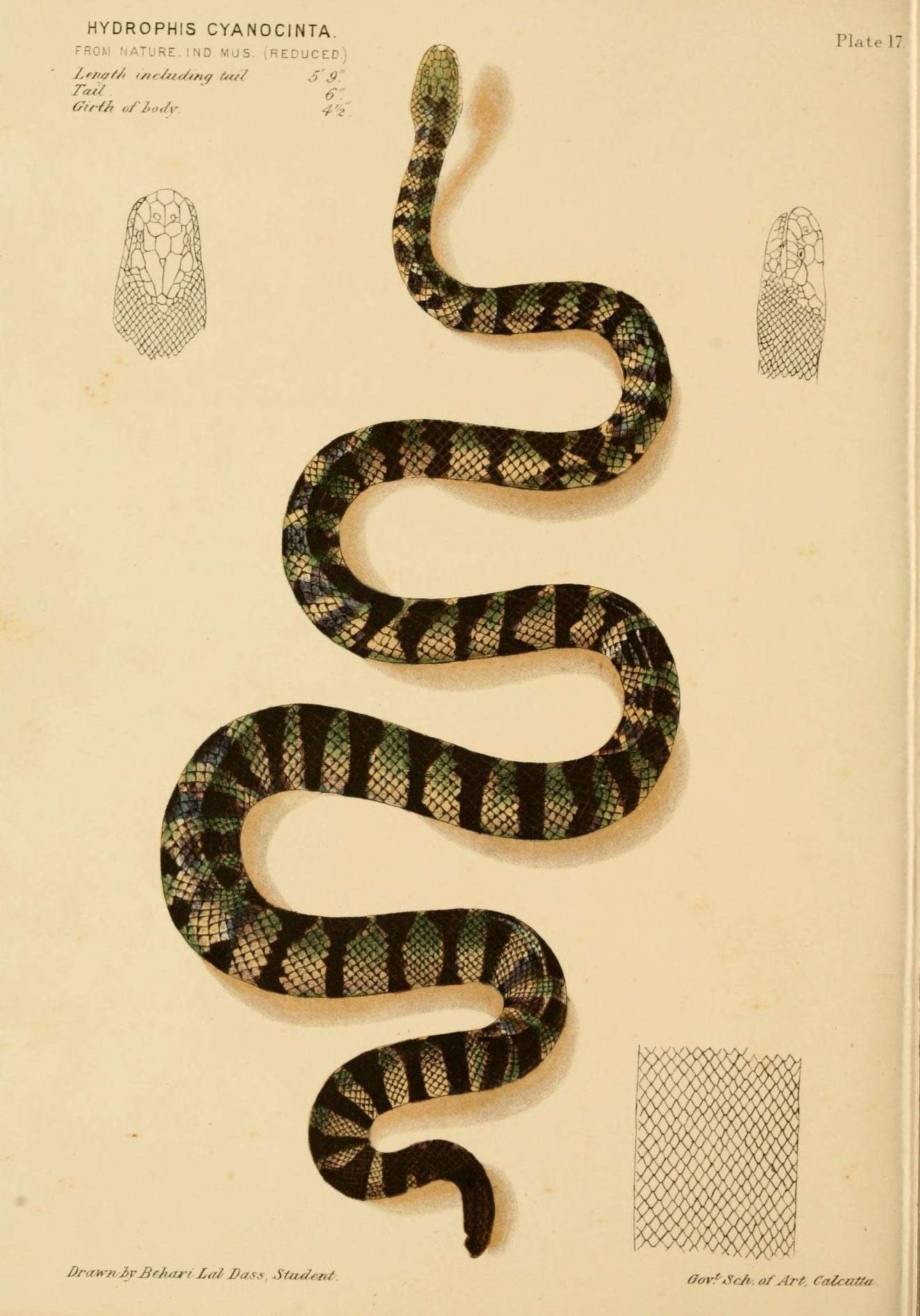 Image of Graceful small-headed or slender seasnake