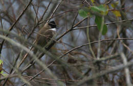 Image of Brown-breasted Bulbul