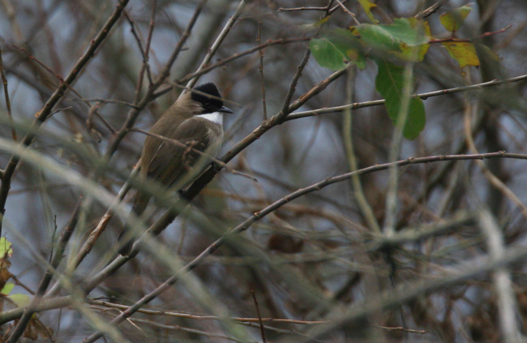 Image of Brown-breasted Bulbul