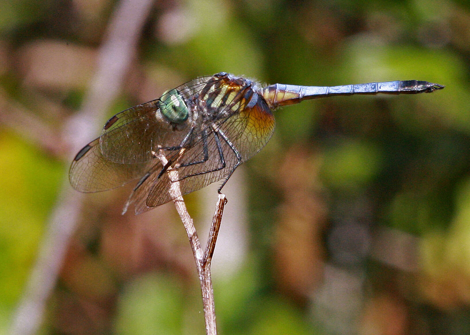 Image of Blue Dasher