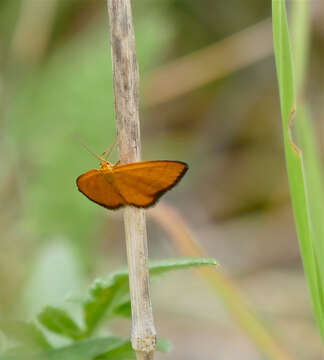 Image of Idaea flaveolaria