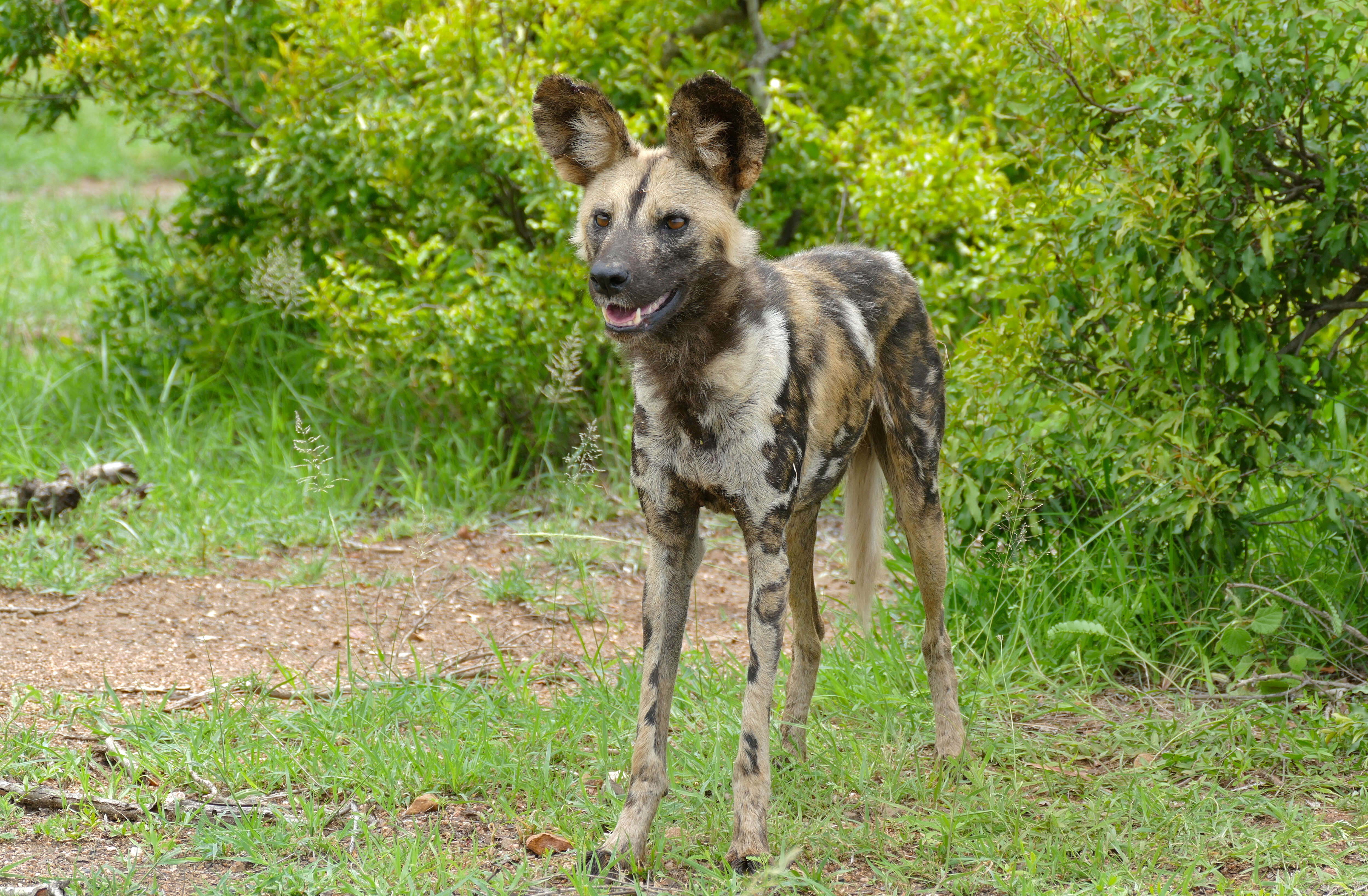 Imagem de Cão-caçador-africano