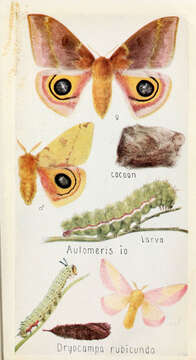 Image of Io Moth