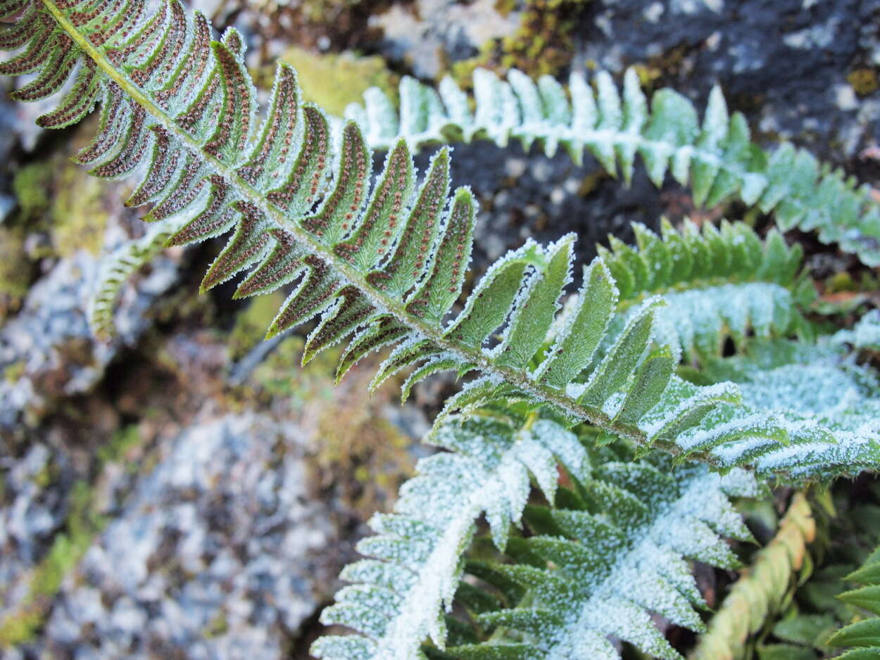 Image of holly fern