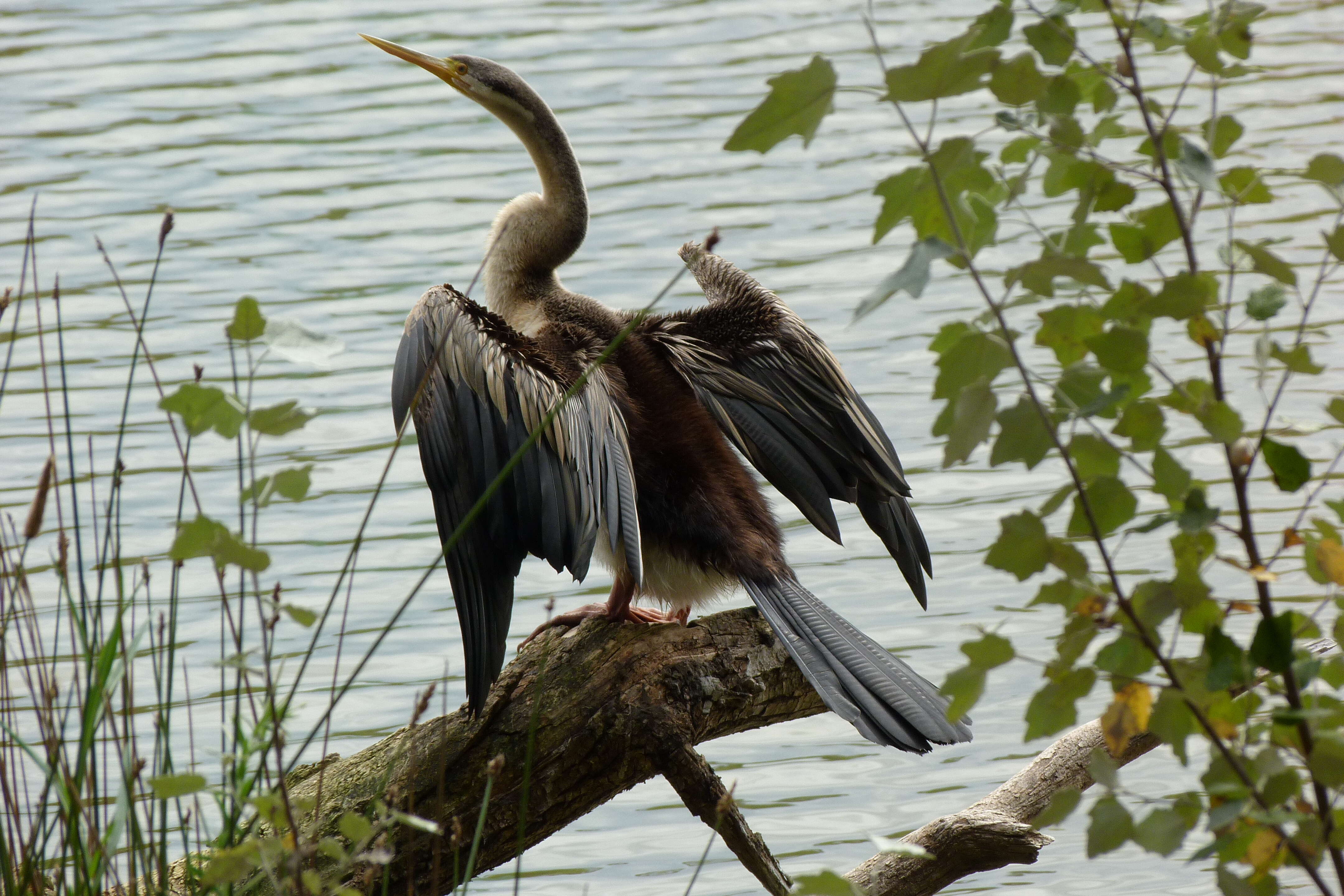 Plancia ëd Anhinga novaehollandiae (Gould 1847)