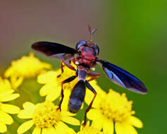 Image of ragwort