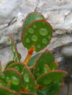 Image of Eucalyptus vernicosa Hook. fil.