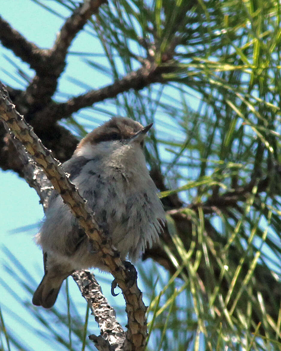 Image of Brown-headed Nuthatch