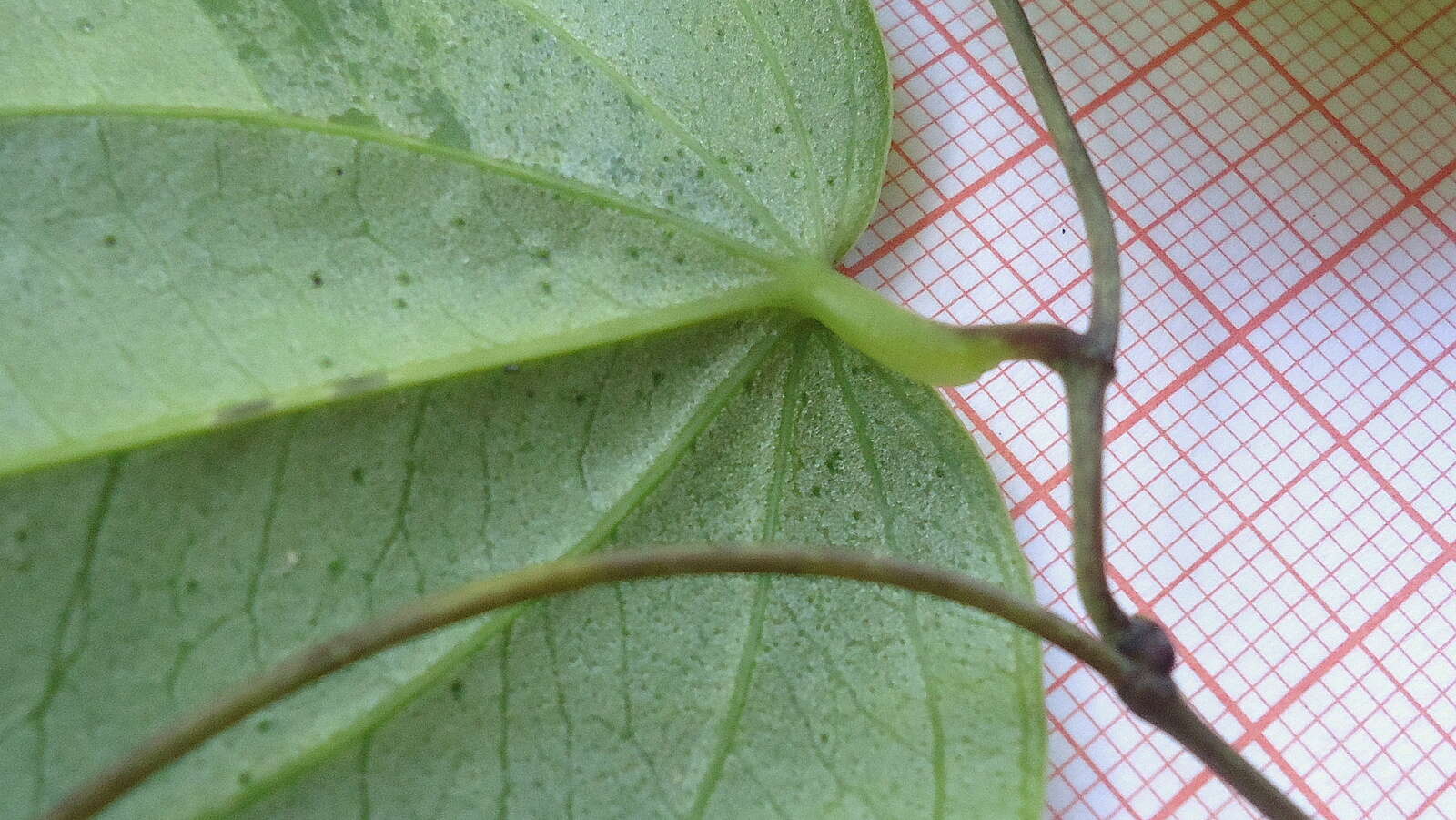 Image of Dioscorea sincorensis R. Knuth