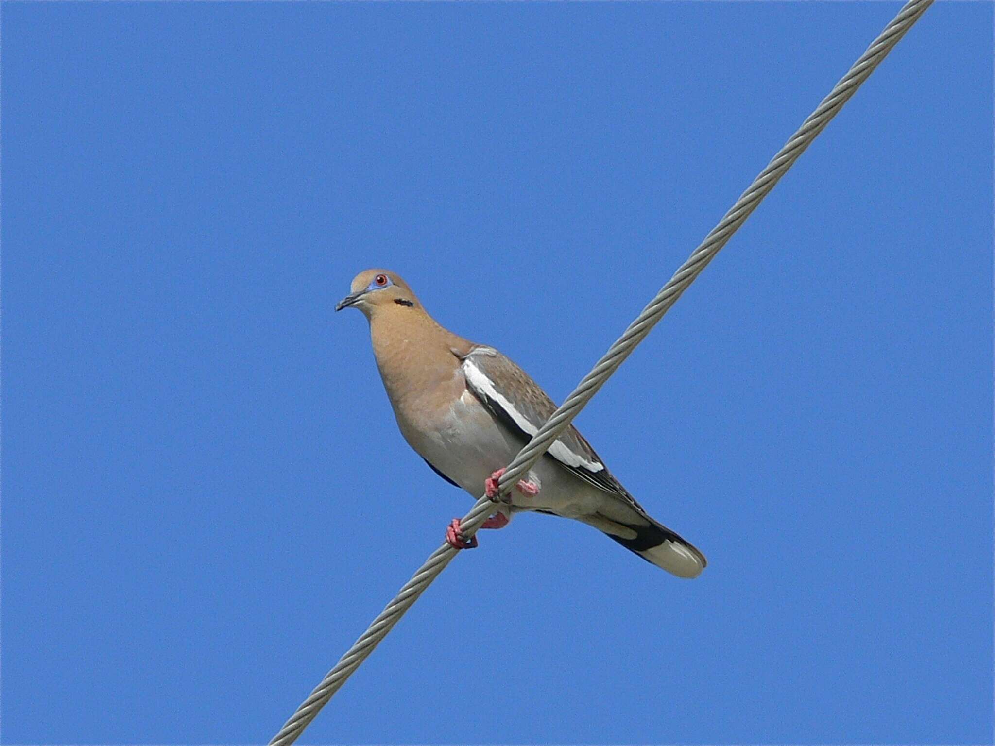 Imagem de Zenaida asiatica (Linnaeus 1758)