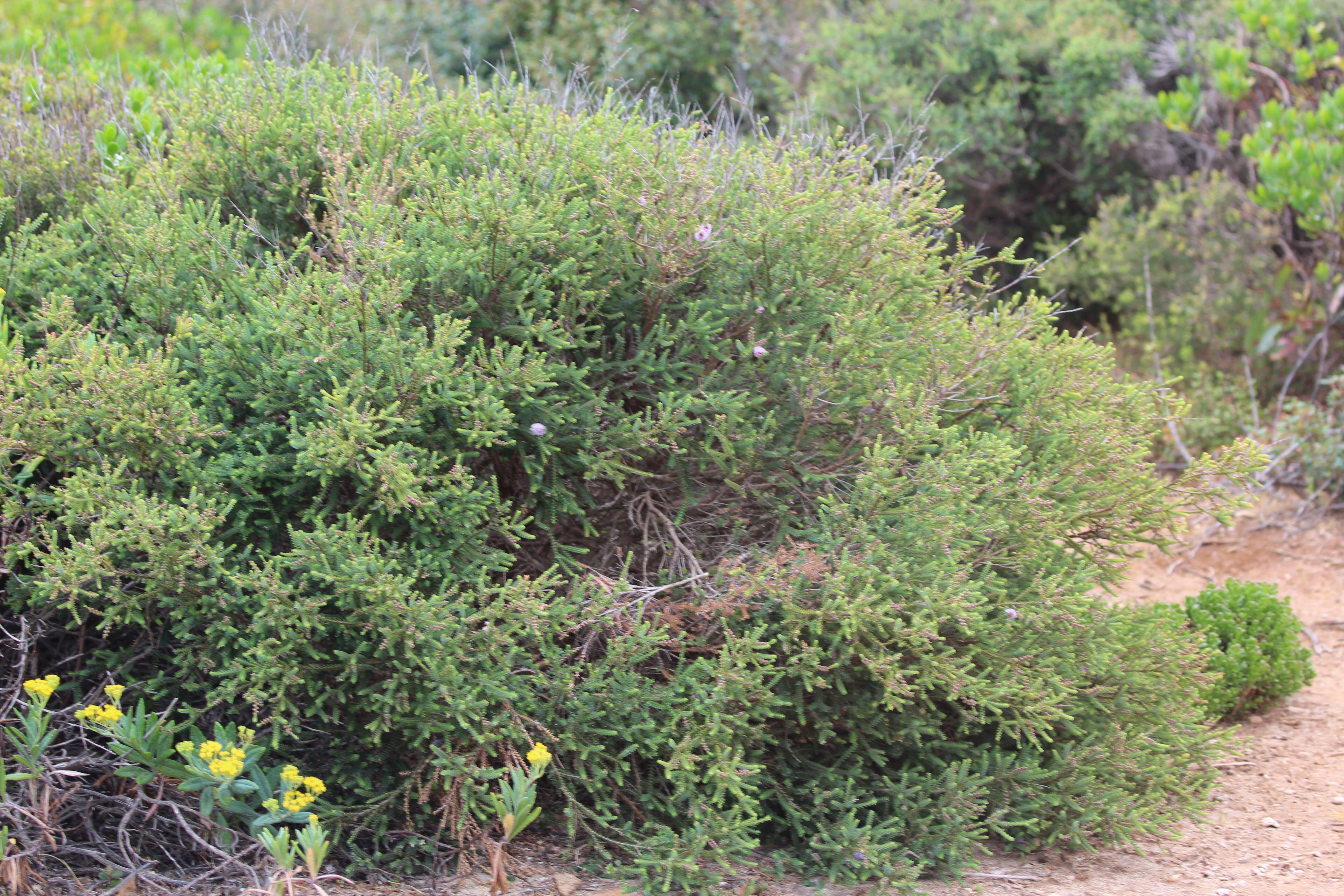 Image of Melaleuca gibbosa Labill.