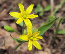 Image of yellow star of Bethlehem