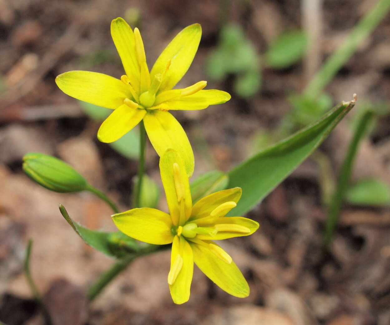 Image of yellow star of Bethlehem