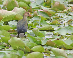 Image of Swamphen