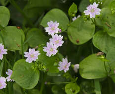 Image of Siberian springbeauty