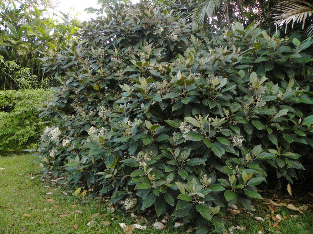 Слика од Miconia argentea (Sw.) DC.