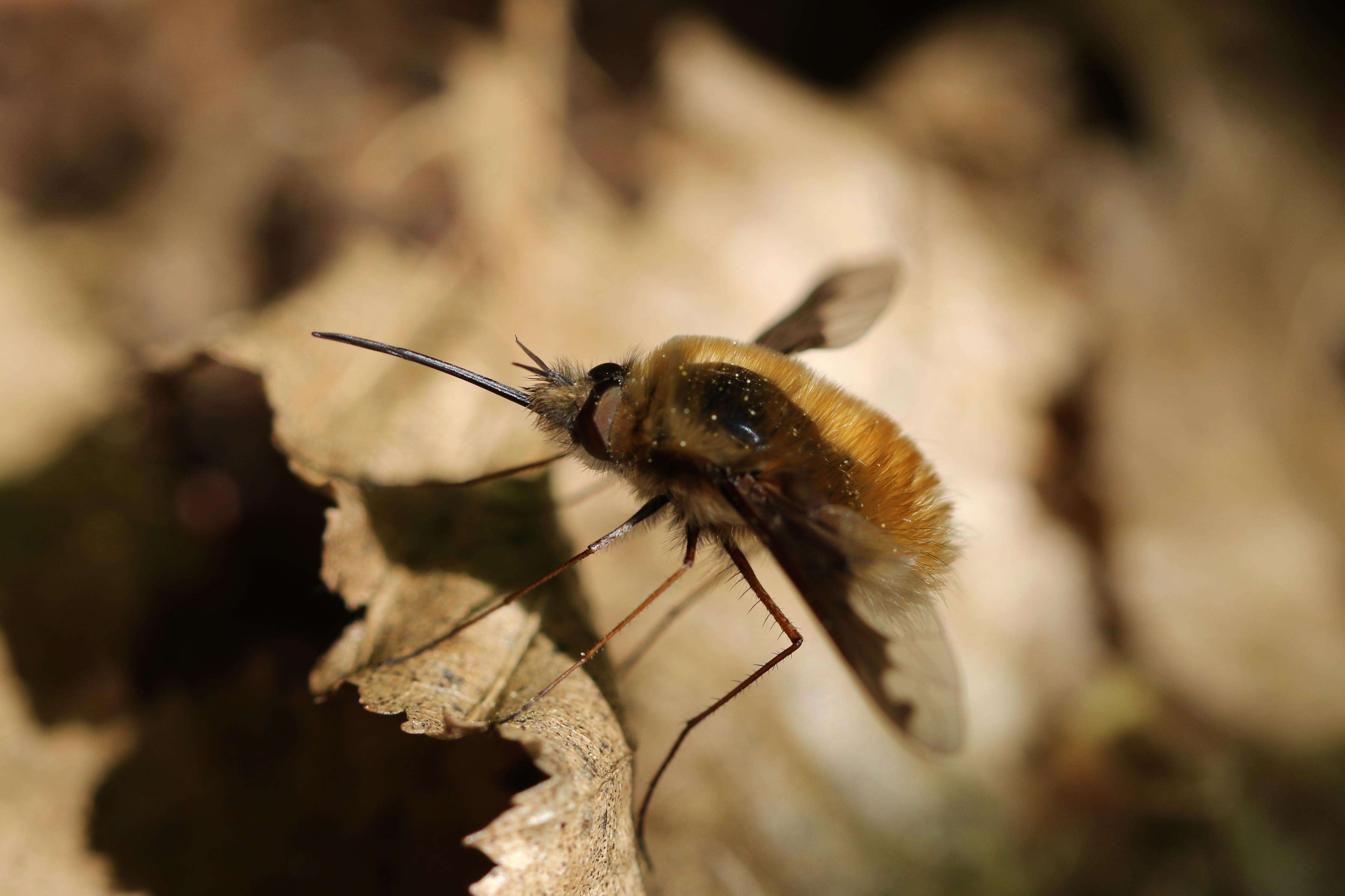 Image of Large bee-fly