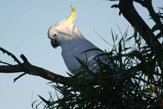 Image of Cacatua Vieillot 1817