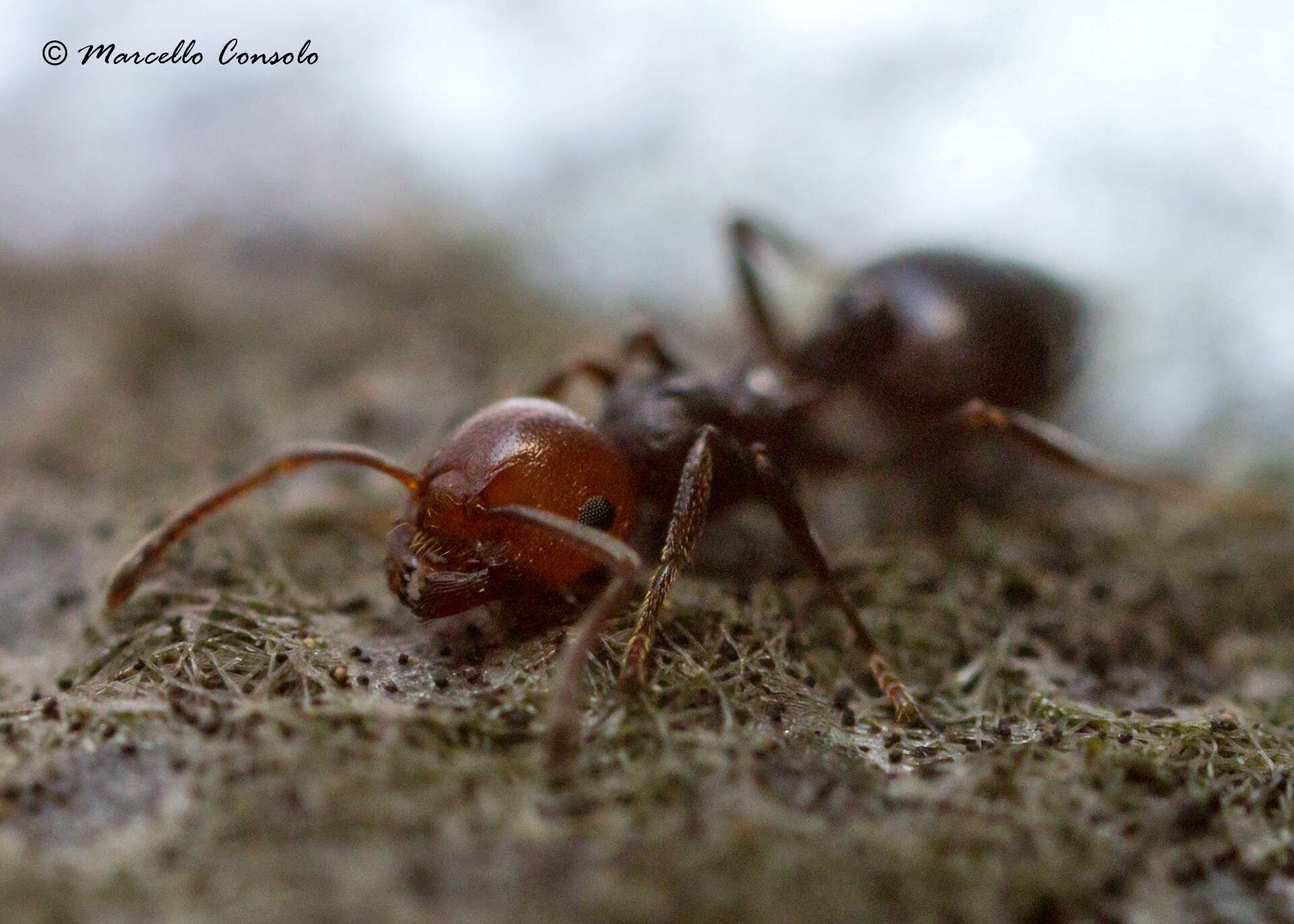 Image of Crematogaster scutellaris (Olivier 1792)