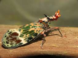 Image of Lanternflies