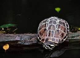 Image of Malayan snail-eating turtles