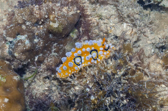 Image of Lumpy yellow eyespot slug