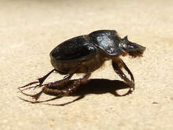 Imagem de Digitonthophagus