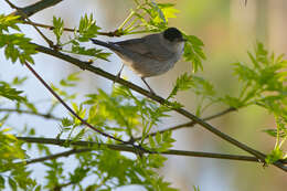 Imagem de Sylvia atricapilla (Linnaeus 1758)