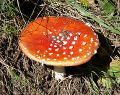 Image of Amanita