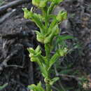 Image of Habenaria petalodes Lindl.