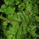 Image of rattlesnake fern