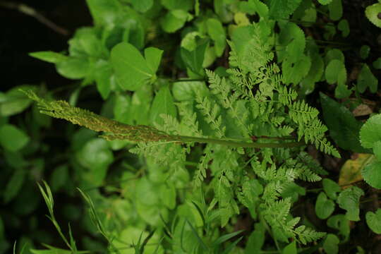 Image of rattlesnake fern