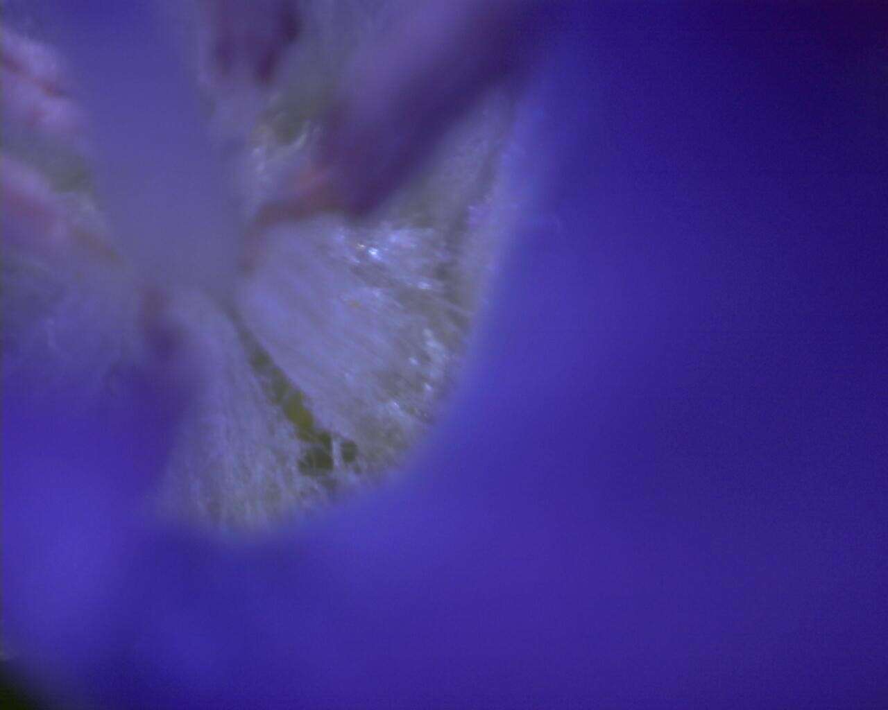 Image of clasping Venus' looking-glass