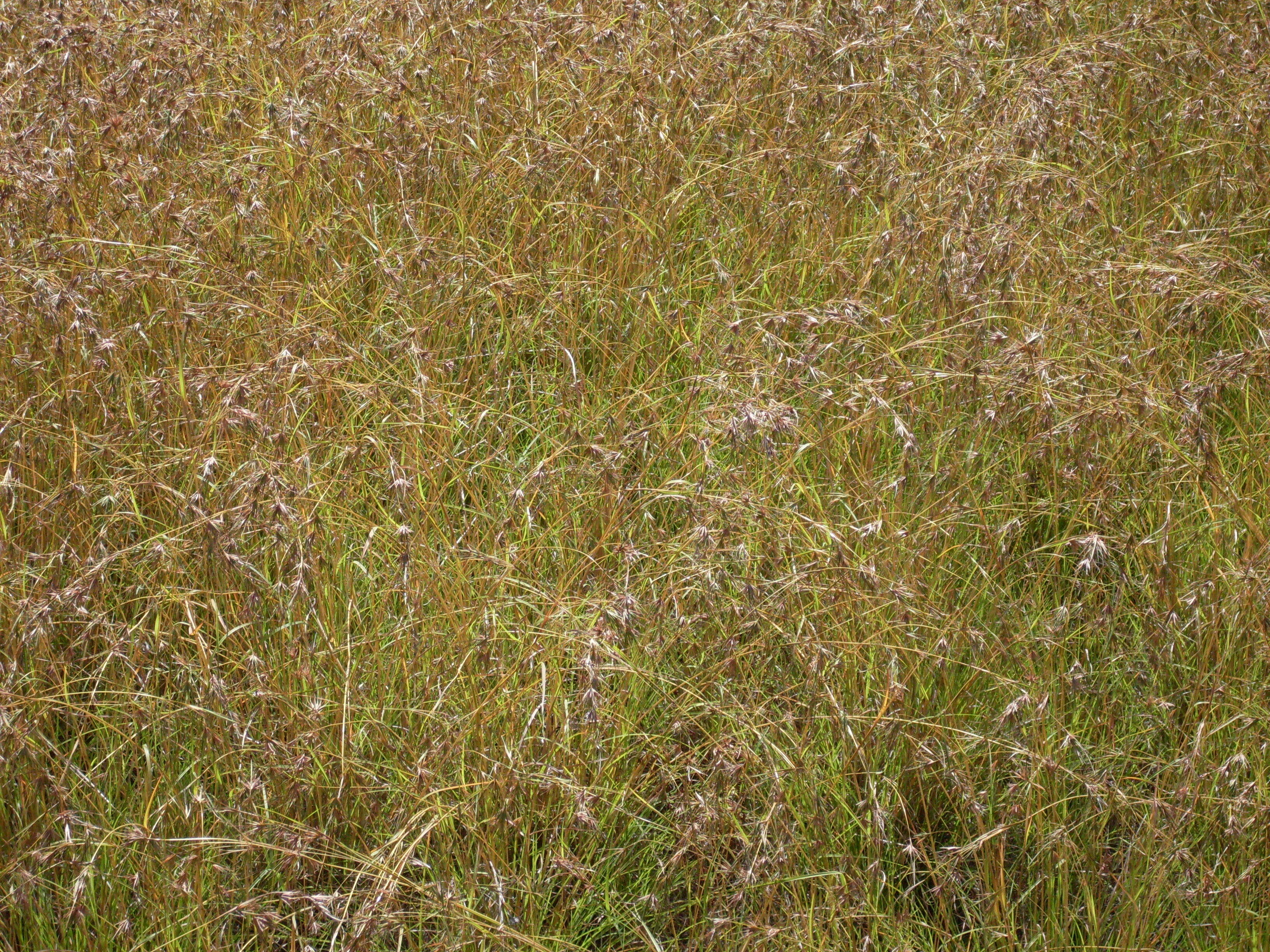 Image of kangaroo grass