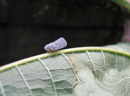 Image of Citrus Flatid Planthopper