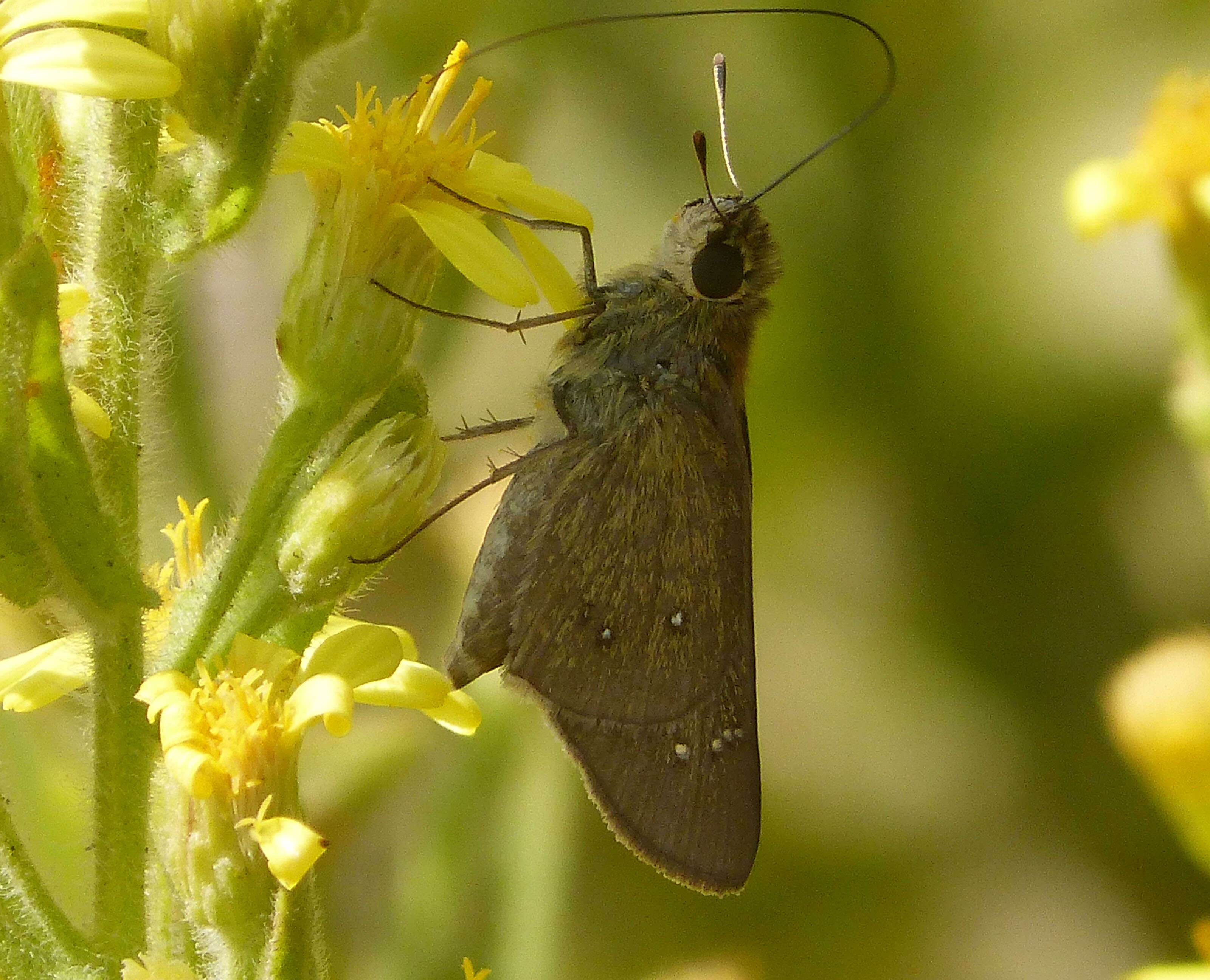 Image of Olive-Haired Swift