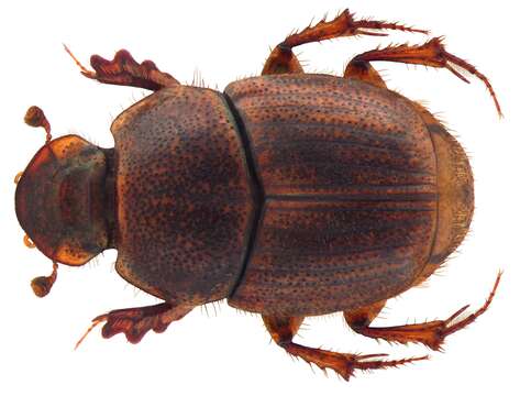 Слика од Onthophagus imbutus Sharp 1875