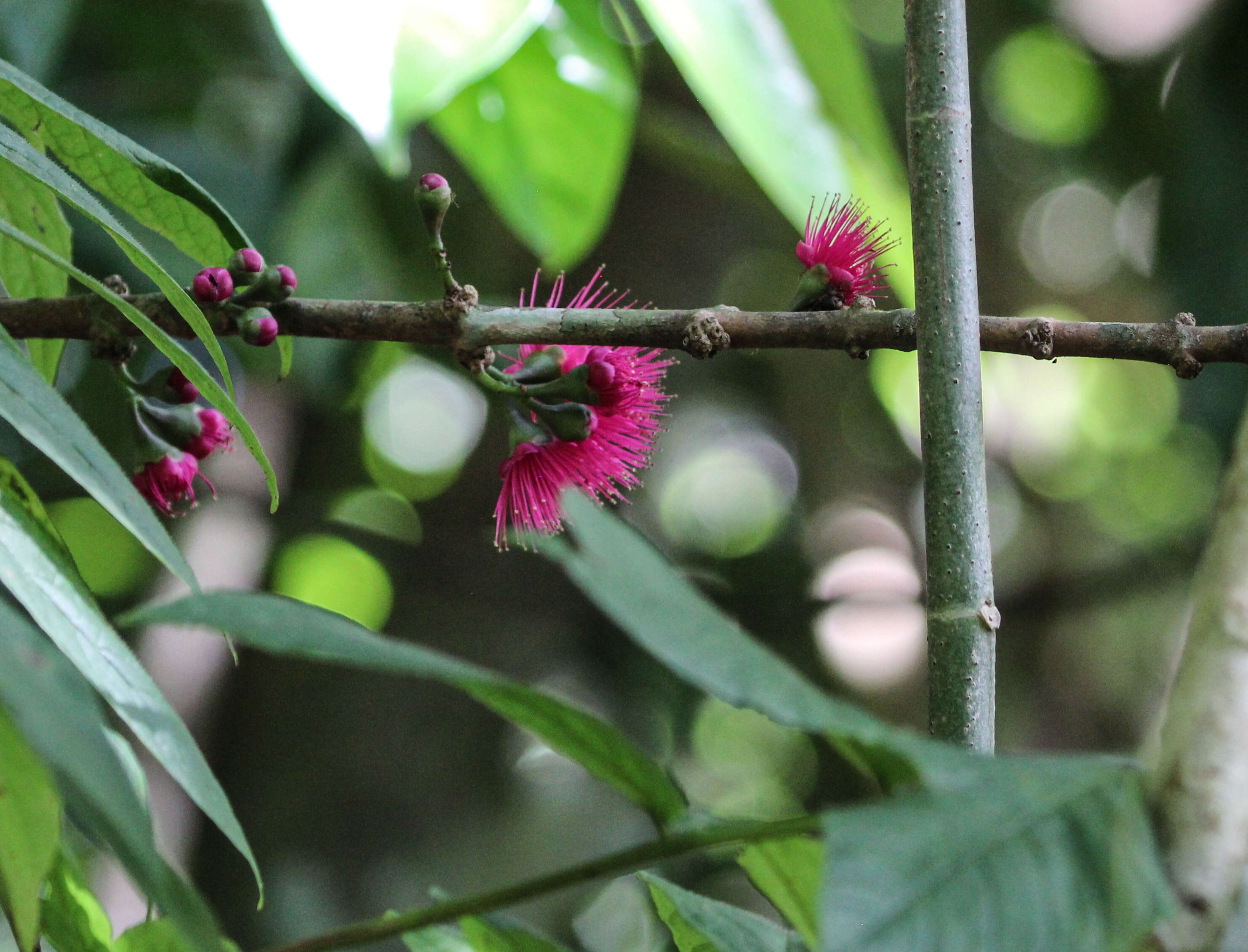 Image of lehua