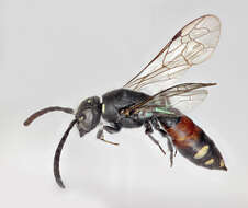 Image of sapygid wasps