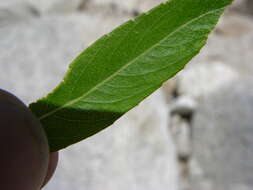 Image of Salix